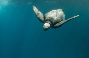 海里寻龟千百度──“海龟痴汉”苏淮的革龟观察笔记