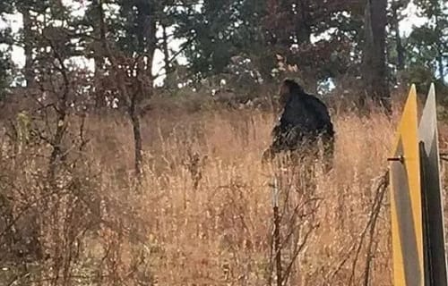 澳洲大陆野人幽微的目击事件