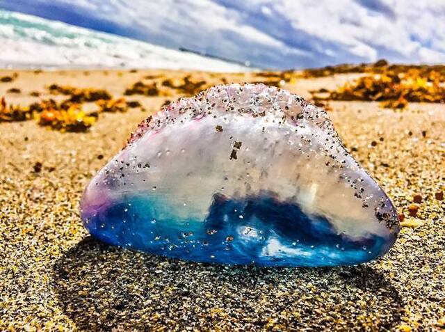 五种最危险的水母：海洋黄蜂被认为最有毒