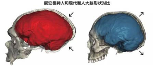 为什么不复活人类的近亲尼安德特人