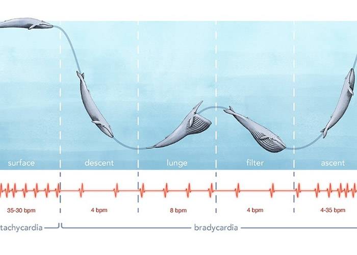 美国科学家首次测到蓝鲸心跳 助了解体型庞大之谜