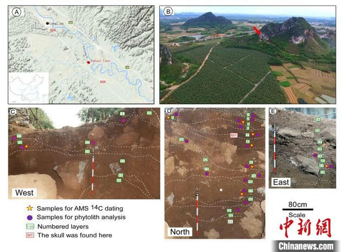 中国学者在广西研究发现1.6万年前稻属植硅体