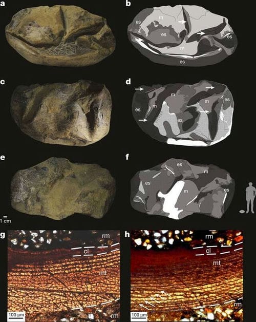 英国《自然》杂志：新研究认为最初的恐龙所产的蛋可能是软壳蛋