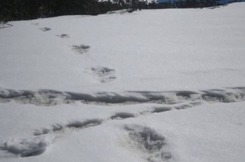 印度军队称在喜马拉雅山脉马卡鲁峰发现“大脚怪”雪人大脚印