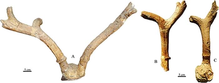中国麋鹿化石研究新进展