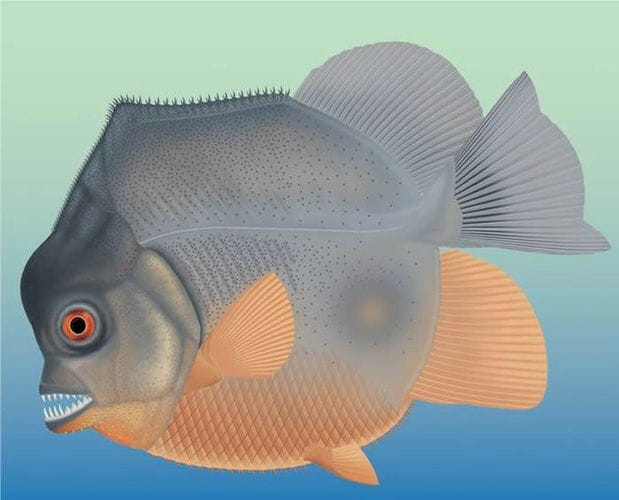 德国南部石灰岩沉积物中发现1.5亿前的“食人鱼”Piranhamesodon pinnatomus