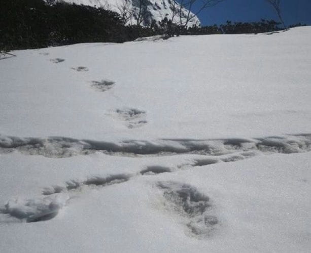 印度军队称在喜马拉雅山脉马卡鲁峰发现“大脚怪”雪人大脚印