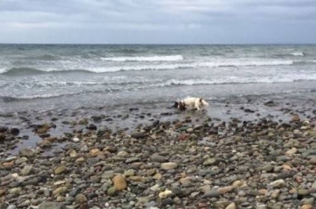 史宾格犬不断吠叫 在海边钓鱼的英国男子救出搁浅年幼鼠海豚