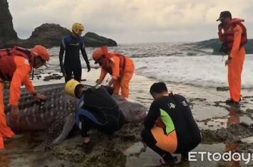 豆腐鲨搁浅台东绿岛睡美人海滩