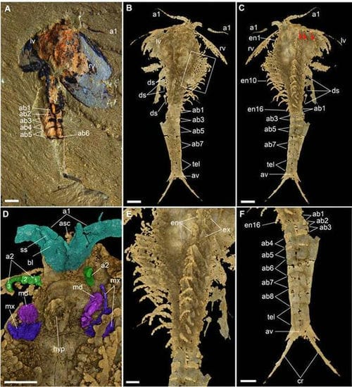 寒武纪“多节耳材村虫”化石揭示泛甲壳类动物祖先面目