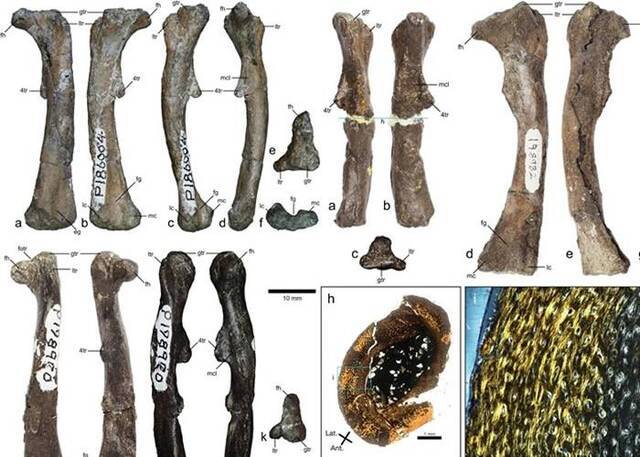 澳大利亚发现的2.5厘米化石胫骨揭1亿年前南极恐龙生态