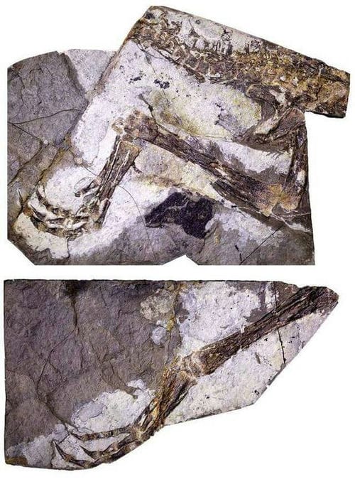 河北丰宁地区发现1.2亿年前美颌龙类新物种——英良迅猛龙