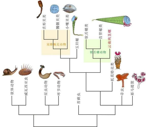 “云南肉茎螺”研究表明古生代海洋中软舌螺动物与腕足动物具有亲缘关系