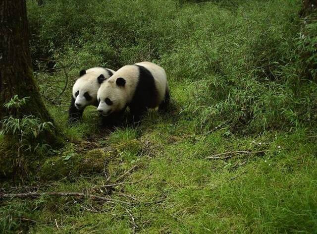 全球首次！四川卧龙牛头山拍到野生亚成体大熊猫双胞胎影片