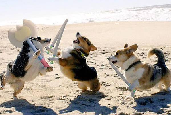 柯基犬海滩日（Corgi Beach Day）：美国南加州杭亭顿海滩涌入500只柯基