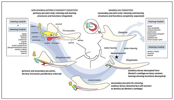 李氏源掠兽研究成果：基干兽类听觉和咀嚼器官的模块式演化与分离