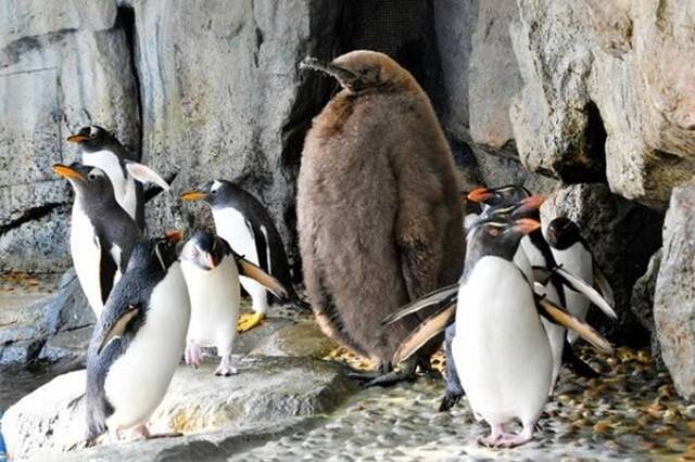 日本宫城县仙台市水族馆萌爆毛茸茸国王企鹅雏鸟成网红