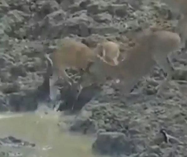 印度马哈拉施特拉邦蟒蛇潜伏在水坑底部猎杀来喝水的小鹿