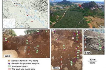 关于距今3万年前中国南方地区广西娅怀洞遗址古人类植物利用的研究成果