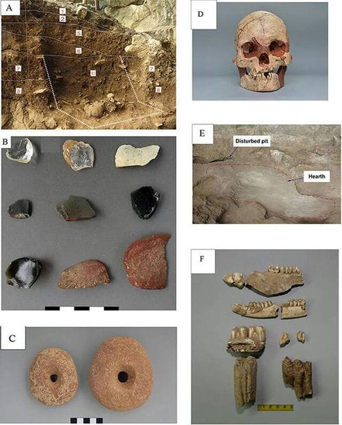 关于距今3万年前中国南方地区广西娅怀洞遗址古人类植物利用的研究成果