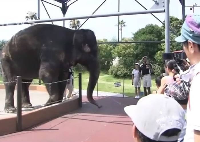 日本和歌山县白滨町动物园大象洗澡突发恶 挥鼻一击袭杀饲养员