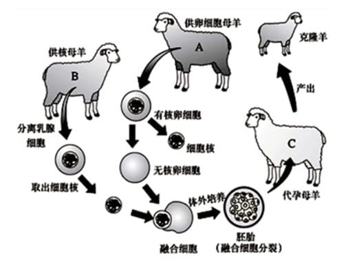 克隆技术可以复活猛犸象为什么不能复活恐龙