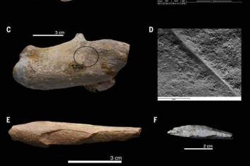 阿尔及利亚发现的240万年前石器和动物骨头化石揭示整个非洲都是“人类摇篮”