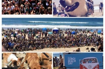 柯基犬海滩日（Corgi Beach Day）：美国南加州杭亭顿海滩涌入500只柯基