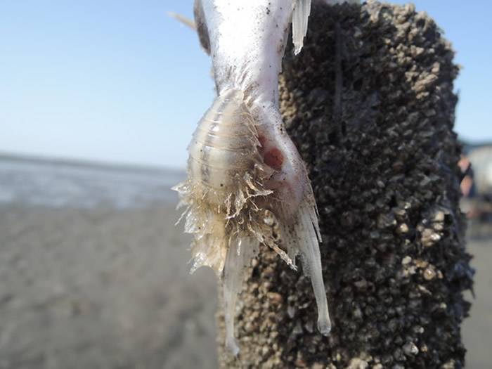 台湾彰化潮间带惊见异形吃死鱼 原来是尖甲水虱吸食泰来海鲶鱼体维生