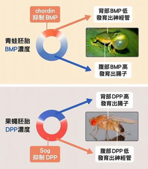 人类祖先嘴巴曾经消失又出现？揭开脊索动物腹背翻转之谜