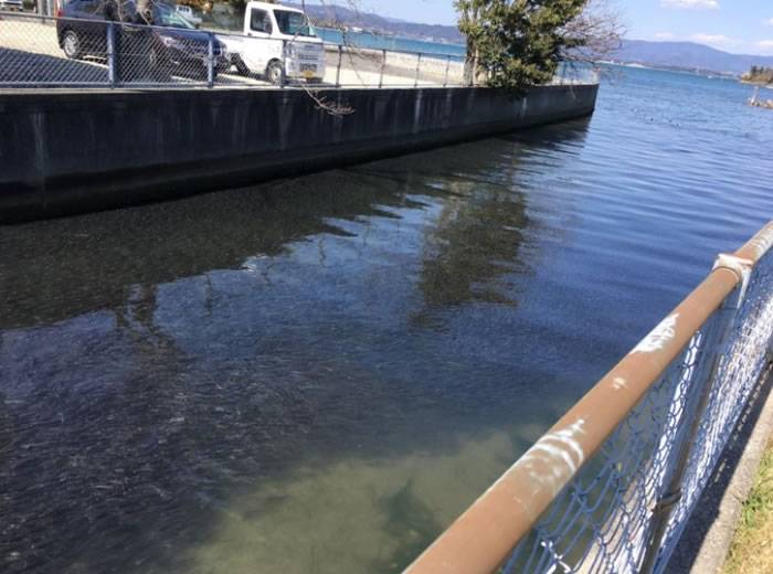 日本首都东京附近静冈县大批小鱼涌入河道 大地震先兆？