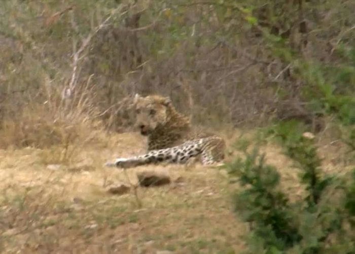 南非野生动物公园狩猎导游遭一头花豹袭击