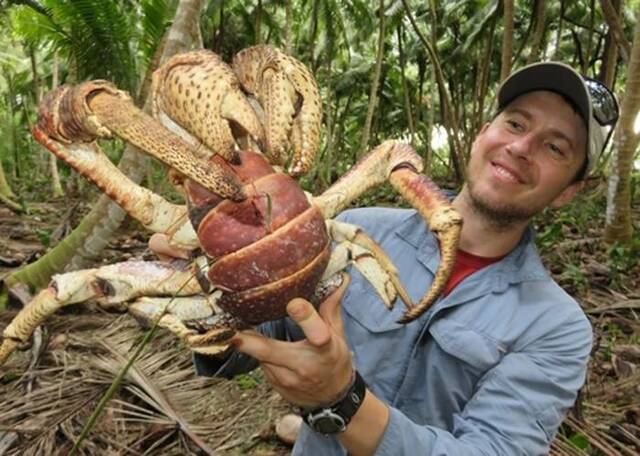 为防止甲壳被其他生物霸占 雄性寄居蟹进化出超长阴茎方便交配