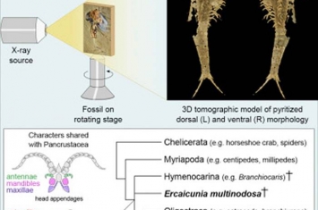 寒武纪“多节耳材村虫”化石揭示泛甲壳类动物祖先面目