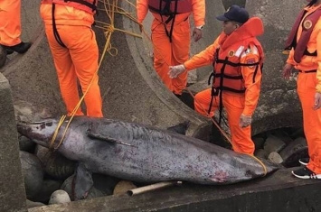 台湾澎湖岸巡人员在牛踏尾海滩发现两具保育类的宽吻海豚尸体 疑误触流刺网致死