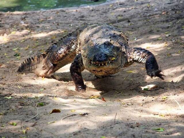 研究发现7种鳄鱼有“飞毛腿”特质 能高速逃离危机