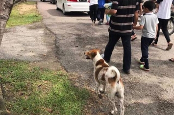 马来西亚忠犬狂追主人送葬车队