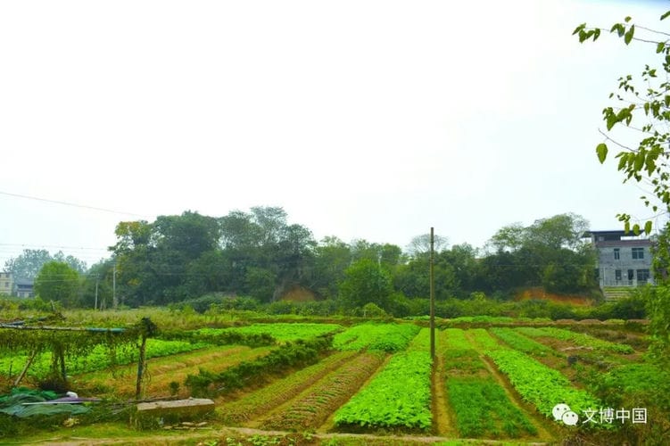 湖南南县卢保山遗址发现湖南第四座史前城址