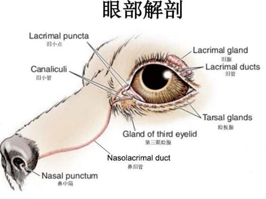 狗真能看见人看不见的东西吗，为何深夜会对着空气狂叫？