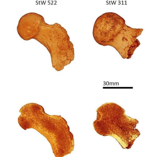 腿骨化石研究显示生活于距今100万到300万年的人类祖先可能经常爬树