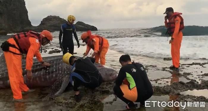 豆腐鲨搁浅台东绿岛睡美人海滩