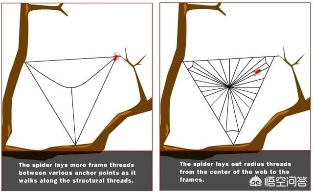 蜘蛛结网时第一跟丝是怎么拉过去的?