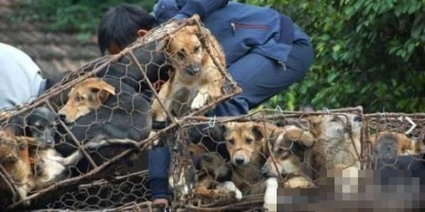 广西玉林荔枝狗肉节临近 大量狗肉疑源自毒杀宠物犬