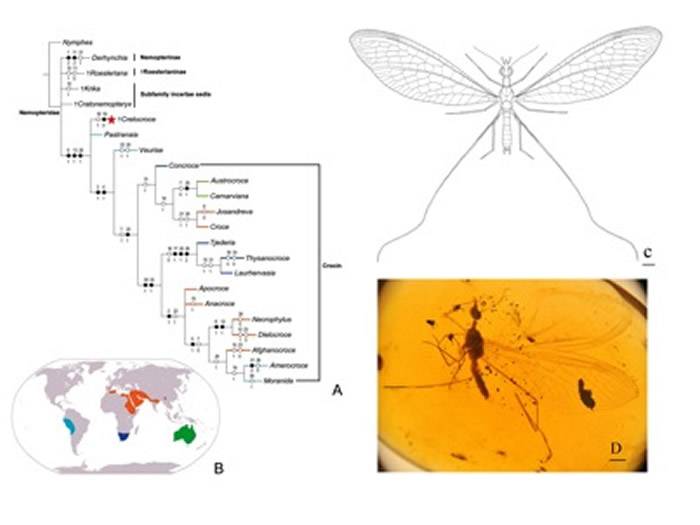 《系统昆虫学》：发现世界第一枚旌蛉成虫琥珀