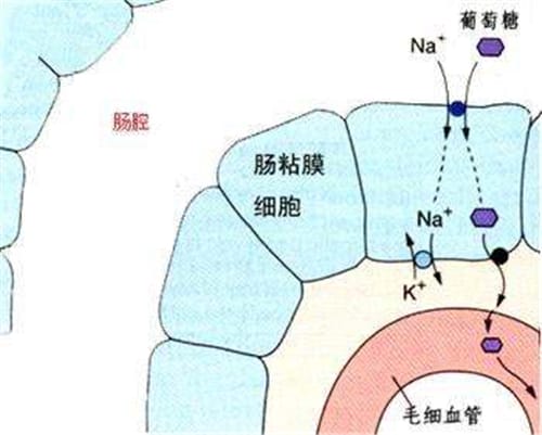 为什么动物都不用吃盐而人类不吃盐不行