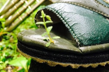 日本一只凉鞋缝隙中竟然长出植物的新芽