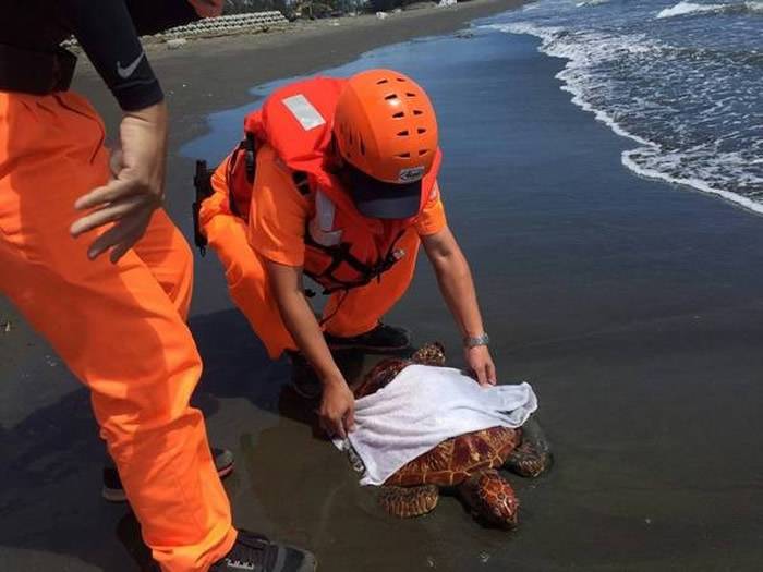 台湾喜树沙滩现死亡绿蠵龟 腹部和四肢竟有铁丝和铁钉