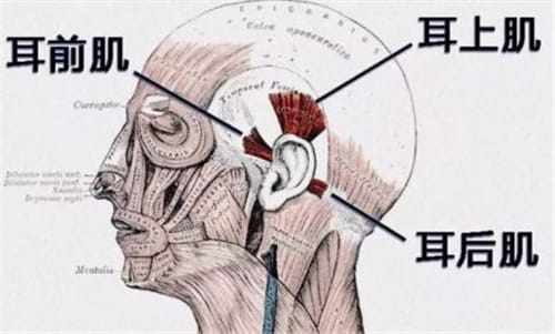 人身上这7个器官未来可能会消失你最讨厌哪个