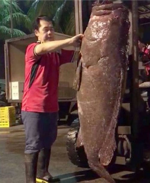 星洲老板买下125岁龙趸 与员工分甘同味