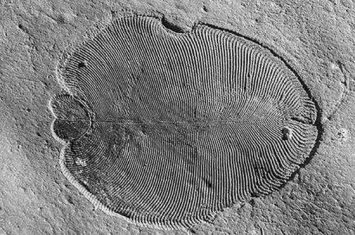 过去十年最重要的科学发现之：改写古生物教科书